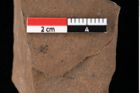 Foto (Detailansicht) von Glyptostrobus europaeus Brongniart (NHMW-GEO-2024-0188-0157)